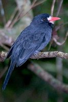 White-fronted Nunbird - Monasa morphoeus