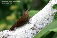 Amazonian Barred-Woodcreeper - Dendrocolaptes certhia