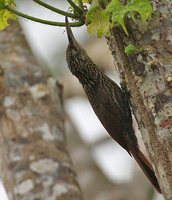 Ivory-billed Woodcreeper - Xiphorhynchus flavigaster