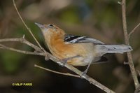 Large-billed Antwren - Herpsilochmus longirostris