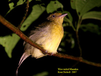 Wire-tailed Manakin - Pipra filicauda