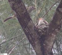 Yellow-bellied Elaenia - Elaenia flavogaster