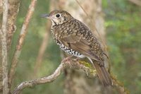 Olive-tailed Thrush - Zoothera lunulata