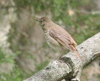 Hermit Thrush - Catharus guttatus