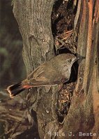 Chestnut-rumped Thornbill - Acanthiza uropygialis