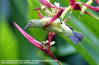 Plain-throated Sunbird - Anthreptes malacensis