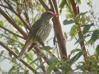 Olive-backed Oriole - Oriolus sagittatus