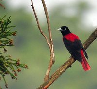 Maroon Oriole - Oriolus traillii