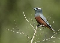 White-browed Woodswallow - Artamus superciliosus