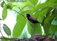 Chestnut Munia - Lonchura atricapilla