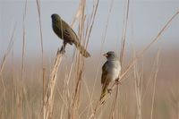 Great Pampa-Finch - Embernagra platensis