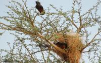 Chestnut-bellied Starling ?? Thierry Helsens