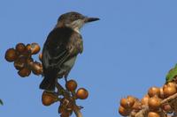 Loggerhead flycatcher (Puerto Rican race, Tyrannus caudifasciatus taylori)