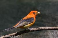 Scarlet Tanager (male)