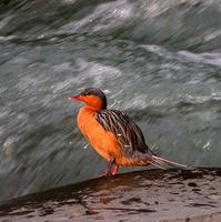 Torrent Duck (female)