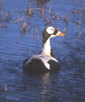 Spectacled Eider