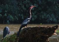 Anhinga and Blue Heron  