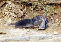 땃쥐(Crocidura lasiura) 영명 : Ussuri White-toothed Shrew