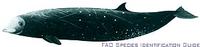 Cuvier's Beaked Whale - Ziphius cavirostris
