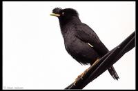 Crested Myna, Ho Chung Valley, N.t., Hong Kong.