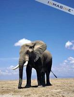 African Elephant (Loxodonta africana) photo