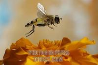 Helophilus pendulus stock photo