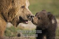European Brown Bear mother with cub ( Ursus arctos ) stock photo