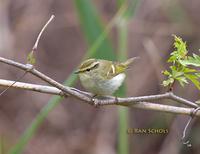 Pallas's leaf warbler C20D 03627.jpg