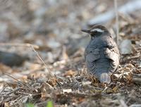 Siberian thrush C20D 03333.jpg