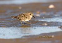 Temminck's stint C20D 02284.jpg