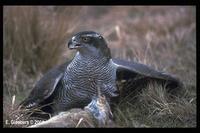 27. 참매 (蒼鷹) Accipiter gentilis