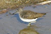 Tringa ochropus , 삑삑도요 - Green Sandpiper