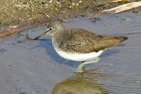 Tringa ochropus , 삑삑도요 - Green Sandpiper