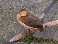 Lesser Whistling Duck