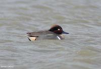 Sarcelle         à ailes vertes (Anas crecca carolinensis)