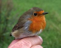 Robin (Erithacus rubecula)