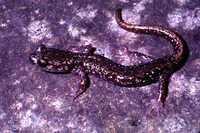 : Aneides ferreus; Clouded Salamander