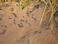 : Bufo pombali; Common Toad