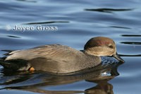 : Anas strepera; Gadwall