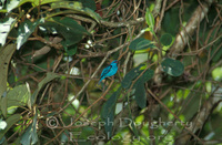 : Dacnis cayana; Blue Dacnis