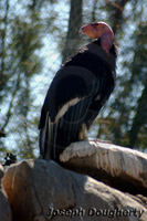 : Gymnogyps californianus; California Condor