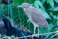 : Nycticorax violaceus; Yellow-Crowned Night Heron (immature)