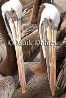 : Pelecanus thagus; Peruvian Pelican