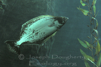 : Paralichtys californicus; California Halibut