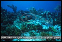 : Sphyraena barracuda; Great Barracuda