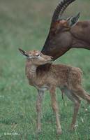 : Damaliscus korrigum; Topi