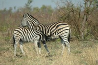 : Equus quagga antiquorum; Chapman's Zebra