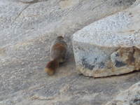 : Marmota flaviventris; Yellow-bellied Marmot