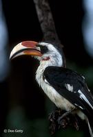 : Tockus deckeni; Von Der Decken's Hornbill