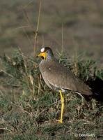 : Vanellus senegallus lateralis; African Wattled Plover